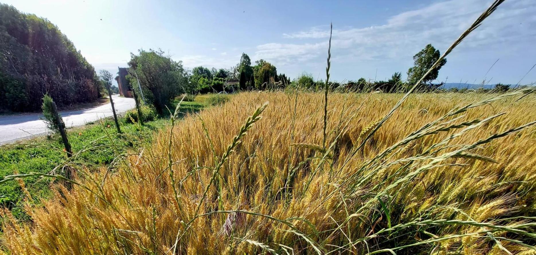 Il Cantuccio Cascina Kültér fotó